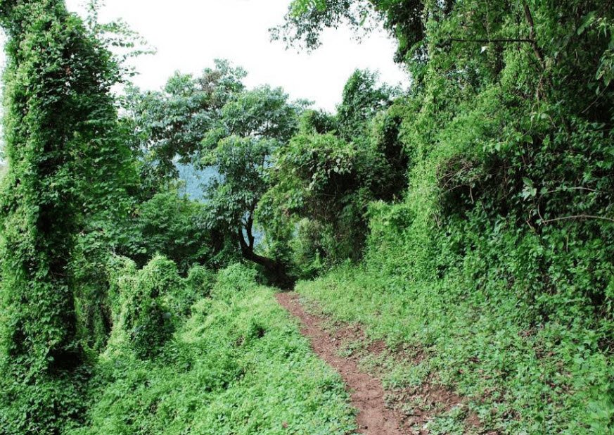 Lengteng Wildlife Sanctuary, Saitual, Mizoram - Vushii.com